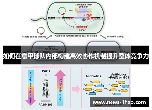 如何在意甲球队内部构建高效协作机制提升整体竞争力